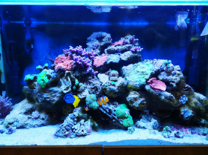 VISITA AL ACUARIO DEL IES OTERO PEDRAYO - 5� INFANTIL - Foto 2