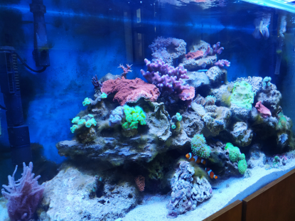 3 A�OS VISITA EL ACUARIO DEL IES OTERO PEDRAYO - Foto 1
