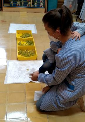 VENDIMIANDO EN 4� DE INFANTIL - Foto 9